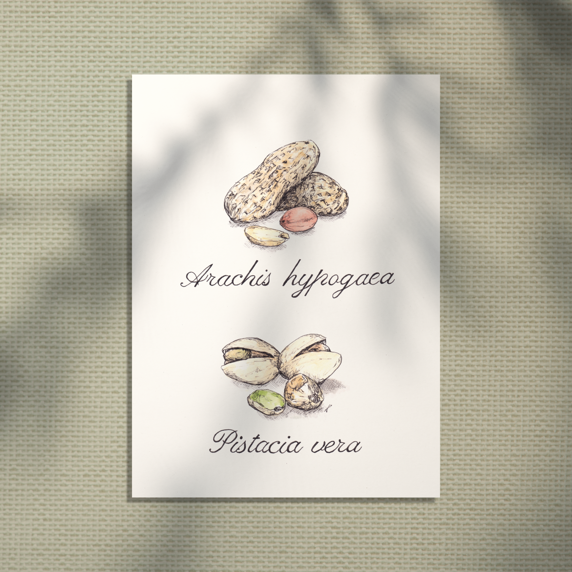 cacahuete illustration naturaliste