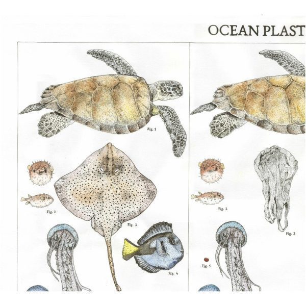 illustration naturaliste
