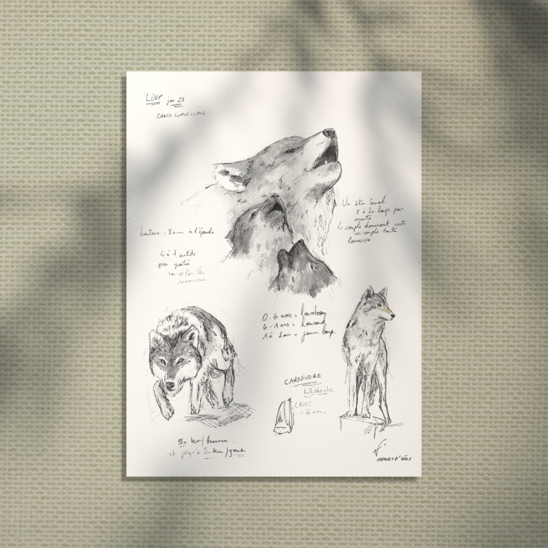 loup illustration naturaliste
