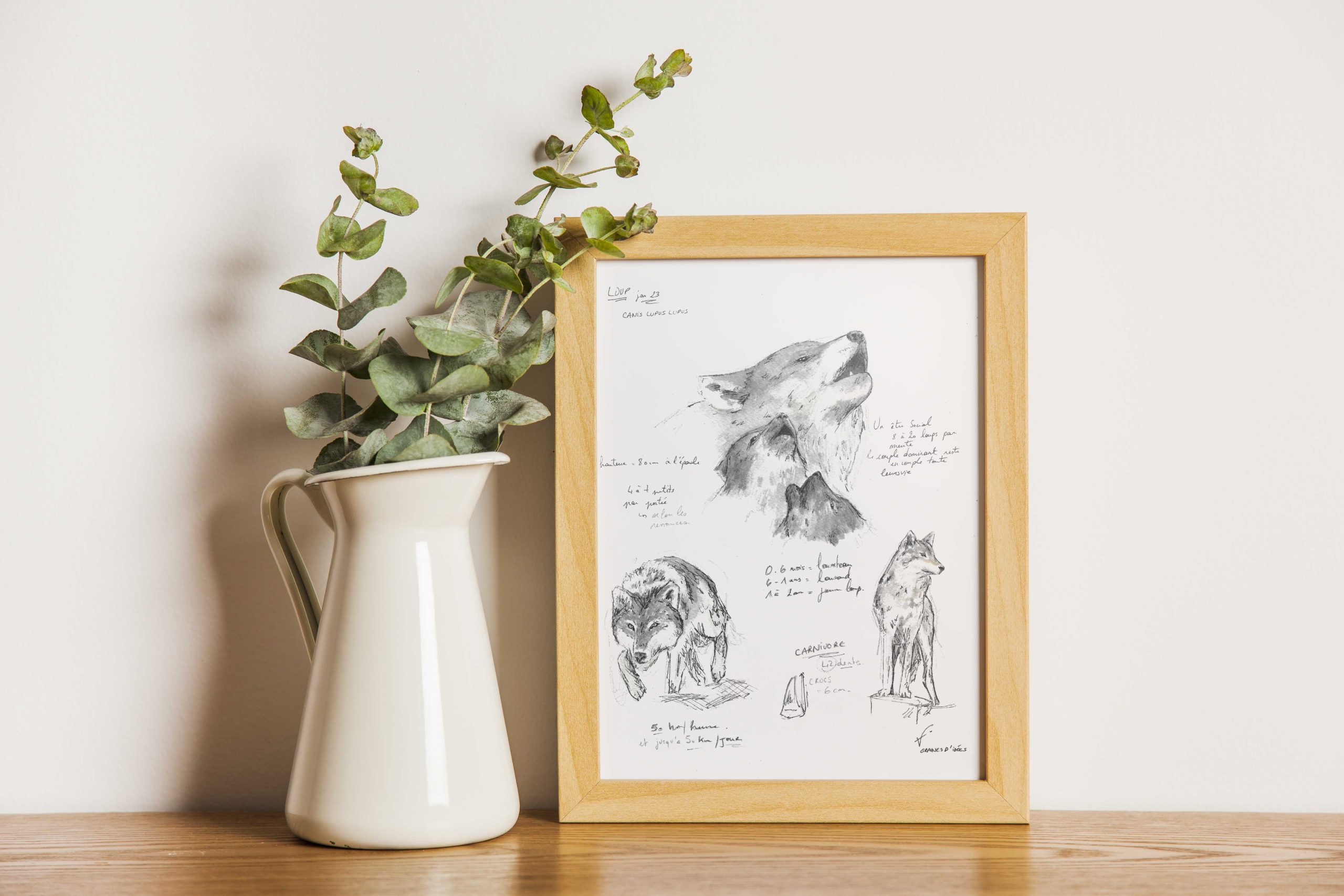 loup illustration naturaliste