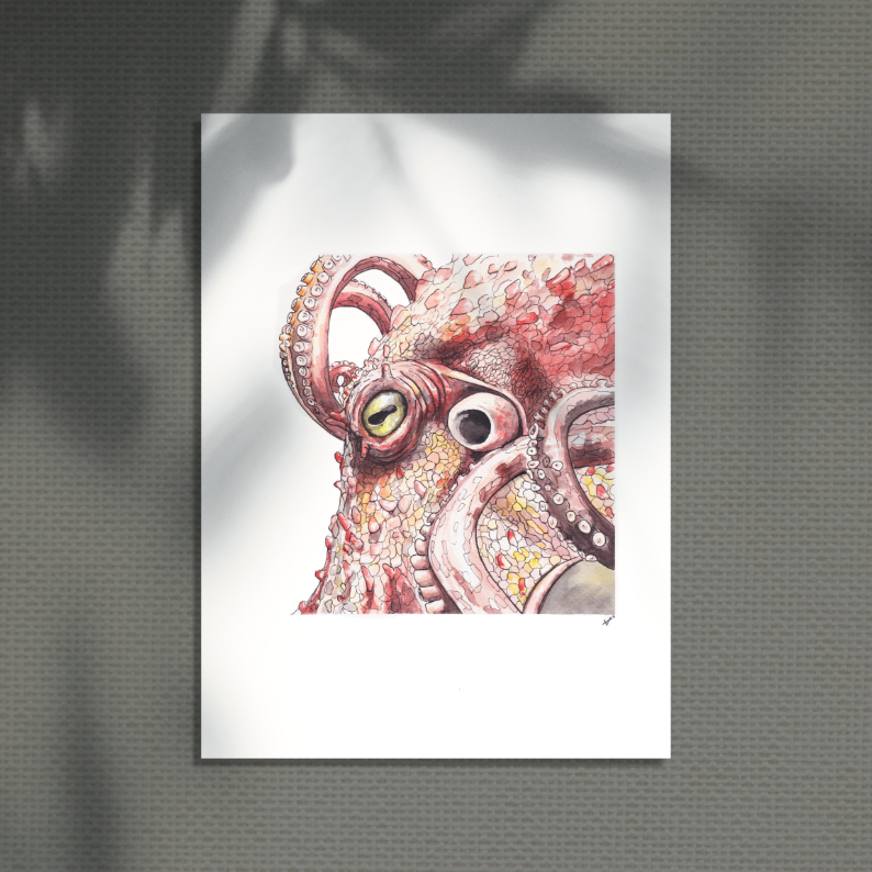 poulpe ocean illustration naturaliste