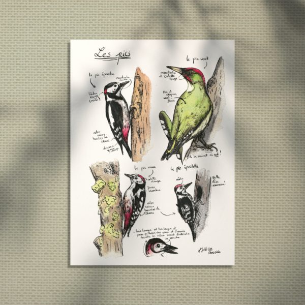 pic de france oiseaux