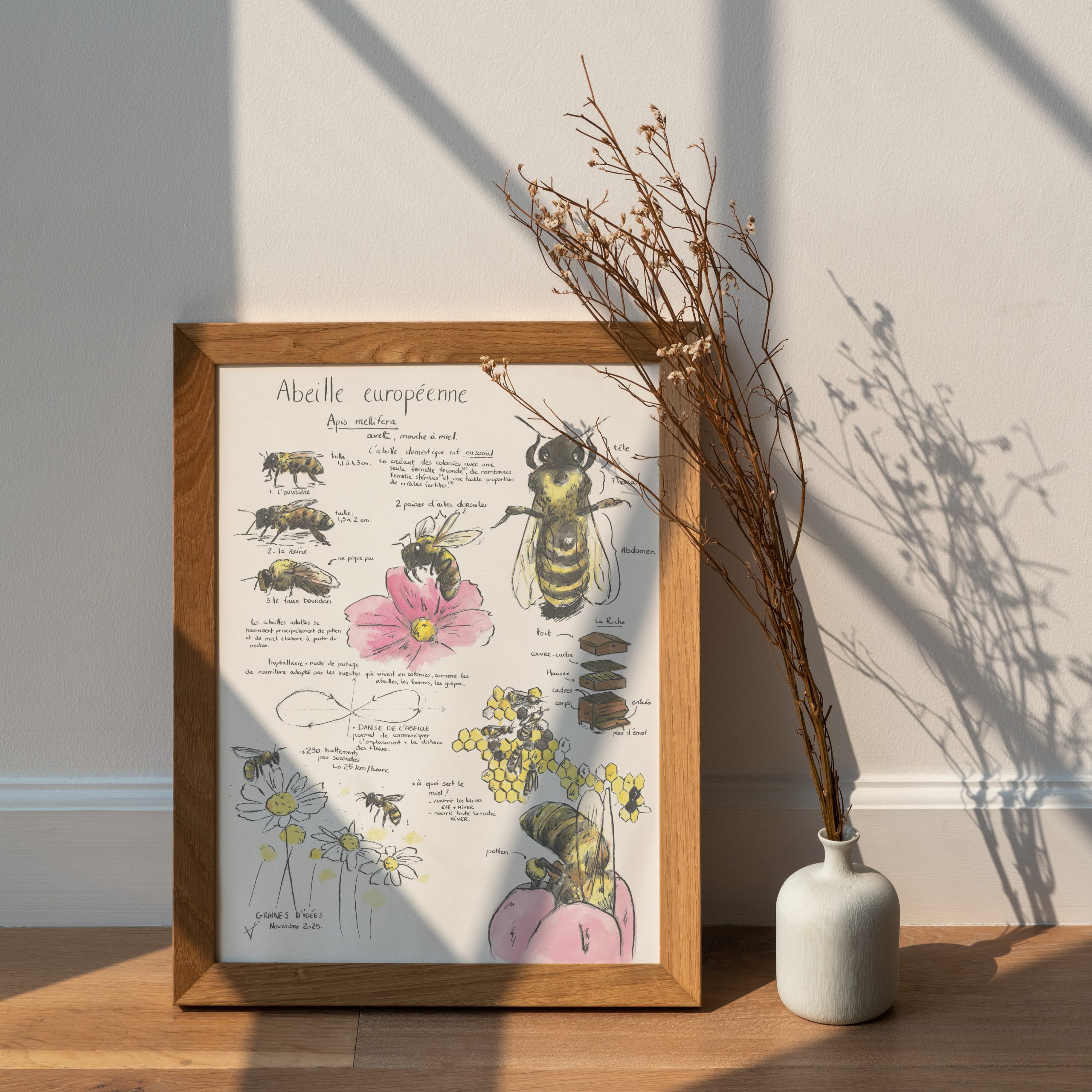 abeille domestique planche éducative naturaliste