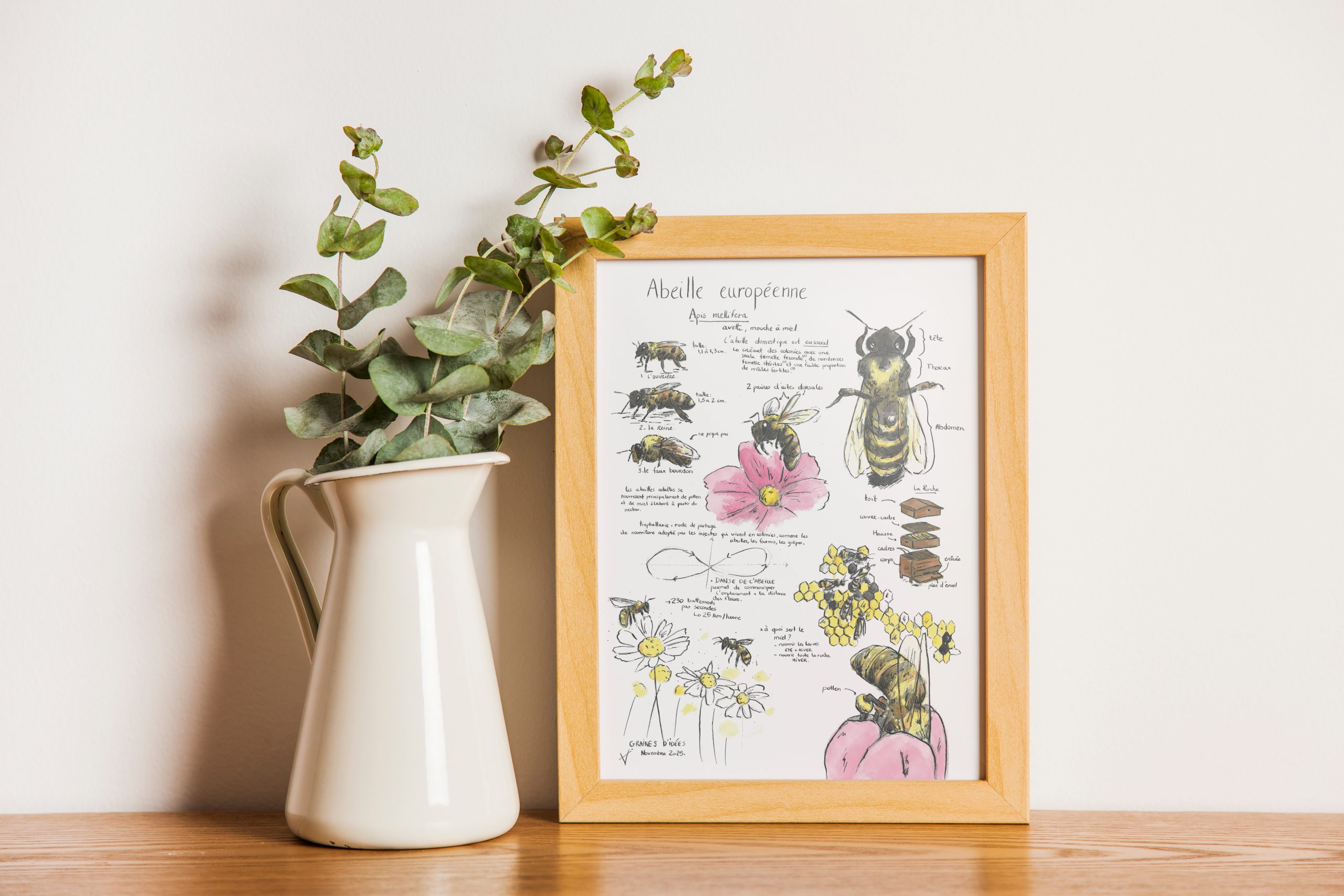 abeille domestique planche éducative naturaliste