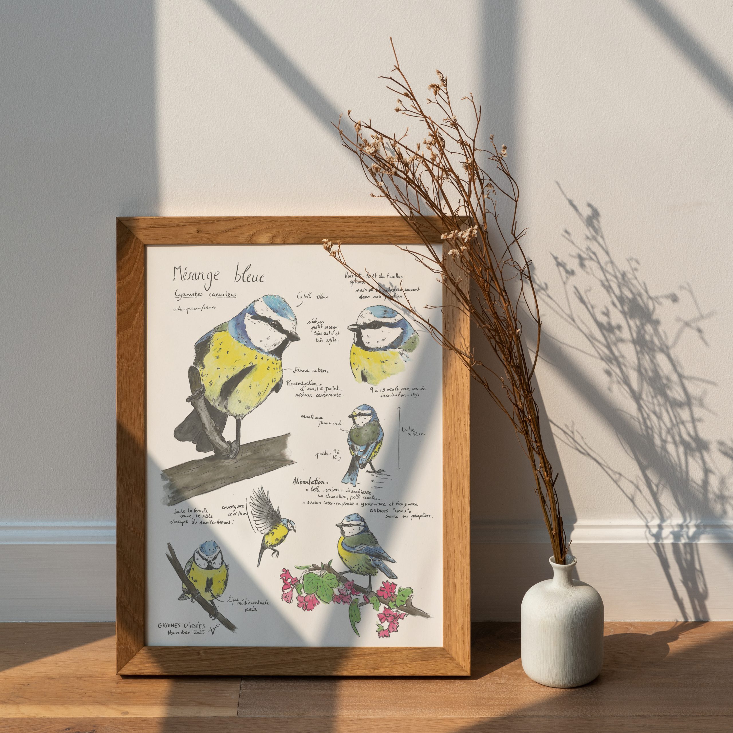Mésange bleue planche éducative