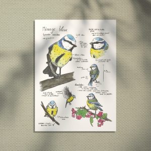 Mésanges Bleue - planche éducative