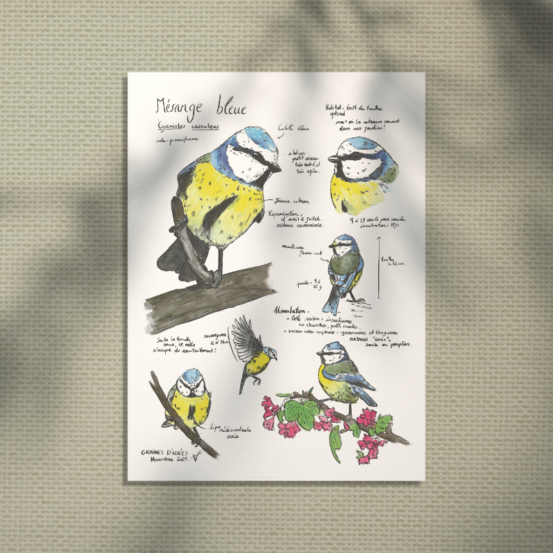 Mésange bleue planche éducative