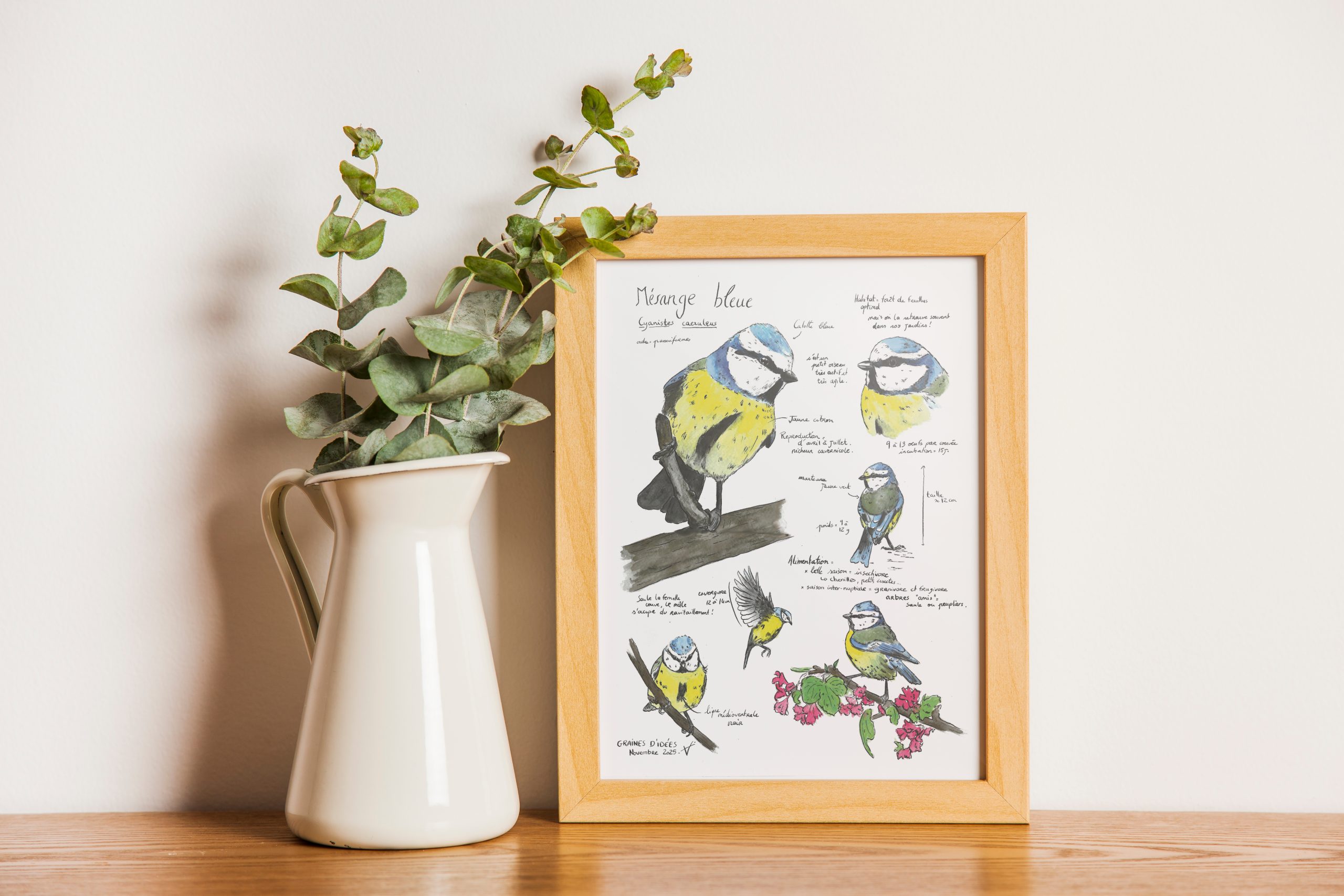 Mésange bleue planche éducative