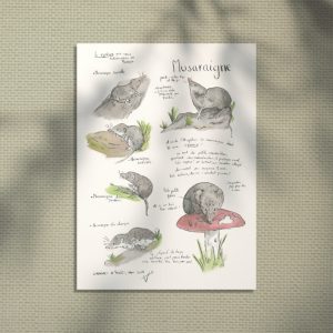Musaraigne - planche éducative