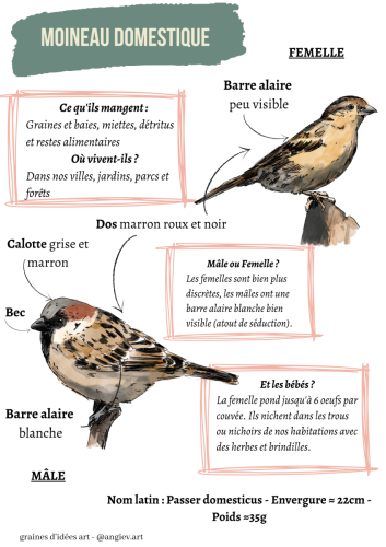 Moineau - Fiche descriptive