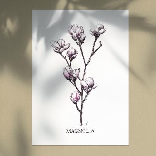 Magnolia - Aquarelle 