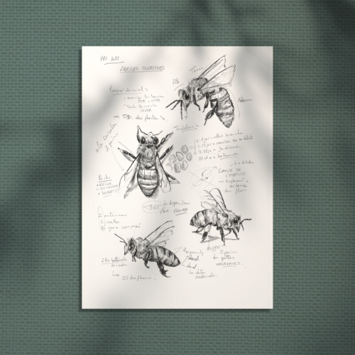 Abeilles - croquis naturalistes - insecte