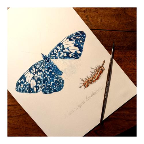 Papillons - Aquarelle - Illustrations naturalistes