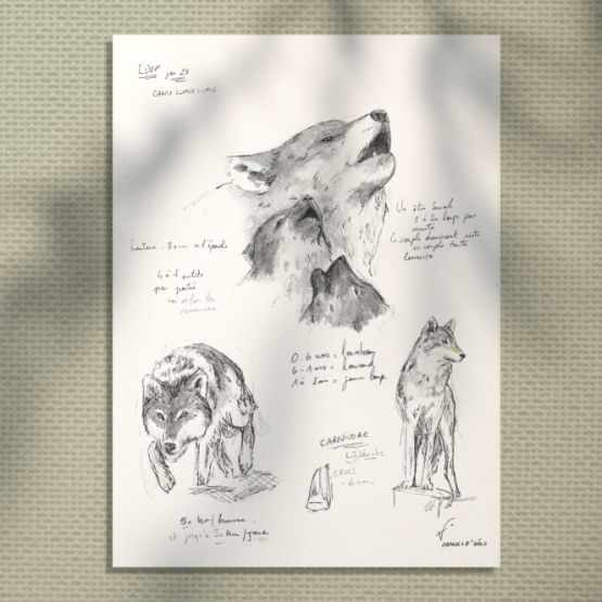 Loup - croquis naturaliste - mammifère de France