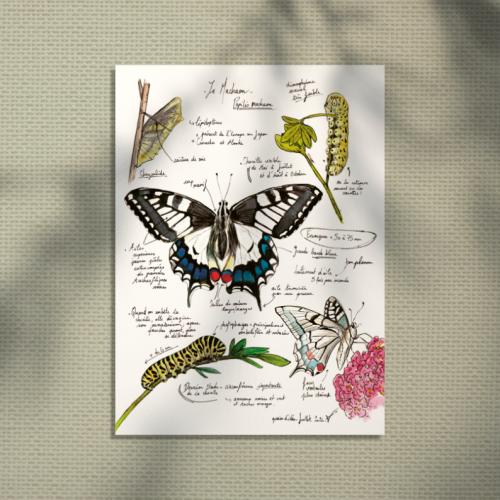 Machaon papillon - illustration naturaliste